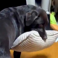 人間で言うと40歳オーバーの大型犬→いつも『お気に入りの枕』を持って…大きくなっても赤ちゃんすぎる行動が62万再生「幸せに溢れてる」
