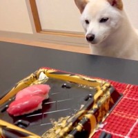 お腹がいっぱいで『お寿司』を残していたら、犬が…思った以上に『話しかけてくる光景』に2万いいね「言いたいことは分かるｗｗ」「可愛い」