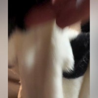 犬に毛布をかけて『いないいないばあ』をした結果…想像以上だった『愛おしい表情』に反響「ばあ！の顔最高すぎる」「こどもで可愛い」