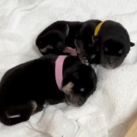 『生後１日』の赤ちゃん犬とママ犬→育児の様子を観察してみると…母性を感じる『尊い光景』が10万再生「テキパキお母ちゃん」「癒される」