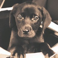 酷い悪臭を放ち、ガリガリだった『6万円の大型犬』を飼った結果…運命的な出会いから7年後の『現在』に反響「愛に溢れてる」「感動しました」