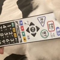 実家に預けられた犬が吠えすぎたので『リモコンで圧をかけた』結果→まさかの表情に10万いいね集まる「ほんと好きｗｗ」「いい顔してて草」