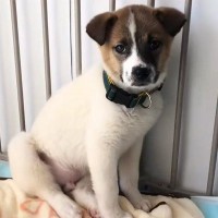 怖がり震えが止まらない『元野犬の赤ちゃん』を引き取った結果…思わず感動する『1年間の記録』が54万再生「泣いた…」「幸せになって」