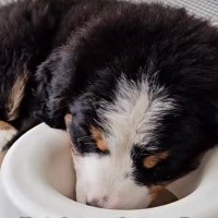 赤ちゃんの頃から『すごい寝相』をしていた超大型犬→成長後の『クセ強すぎる爆睡の仕方』が32万再生「白目で羽ばたくの草」「猫みたいｗｗ」