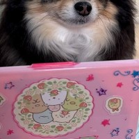 女の子の『おままごと遊び』に巻き込まれた犬→露骨すぎる『うんざりした表情』に4万4000いいね集まる「うんざりーぬ」「可愛いほんと好き」