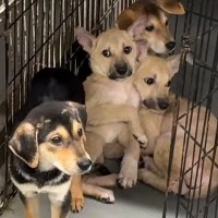 『恐怖に怯えた表情の子犬』を保護→『人間は怖くないんだよ』と教え続けた結果…1ヶ月後の『現在』が12万再生「こんな変わるとは」「幸せに」