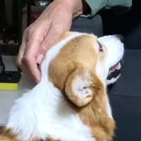 犬があまり好きじゃないおじいちゃん→久しぶりにワンコに会った結果…微笑ましすぎる『ツンデレ対応』に反響「仲良し作戦」「距離縮まってる」