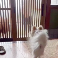 手術で２週間の入院から帰宅→ドアを開けた瞬間、２匹の犬が…思わず涙する『おかえりなさいの光景』に「感動の再会だね」「神対応」と絶賛の声