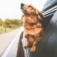 『お出かけが苦手な犬』の共通点3つ　頑なに外へ出たがらない理由や克服させるためにできることまで