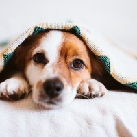 犬が『こたつを好む』3つの理由　愛犬のいる部屋でこたつを使う際の注意点まで