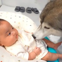 赤ちゃんが『至近距離で大型犬と触れ合った』結果→怖がるかなと思ったら…まさかの光景が24万再生「立派なお兄ちゃん」「人間みたい」