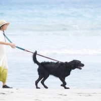 犬の散歩で引っ張りが起きるのはしつけ不足？本当の理由とやさしい対処法