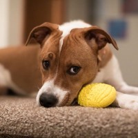 犬が『拗ねている』ときにみせるサイン4つ　機嫌を損ねてしまう原因や嬉しい気持ちにさせるコツまで