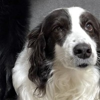 【話題の犬】静かに座る姉犬の後ろで、弟犬が…「何事なのｗｗｗ」「衣装着てるみたいｗ」まさかの『踊り狂う光景』に1万7000いいね集まる