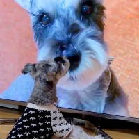 『犬の番組』を見るのが好きなワンコ→『もし自分が出ていたらどうするのか』検証した結果…まさかの行動が31万再生「笑った」「めちゃ可愛い」