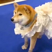 犬に結婚式で『リングドッグ』をしてもらった結果→誰も想定できなかった『まさかの結末』が91万表示「素敵」「笑い声も最高」と絶賛続々