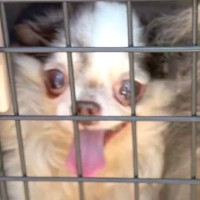 炎天下、外に放置されていた犬たち…涙なくして見れない『保護してからの物語』に「巡り合うべくして巡り合った」「元気に暮らして」と感動の声