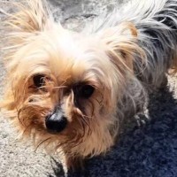 住宅街をさまよっていた犬を保護→大切にお世話した結果…想像を超える『別犬級の変化』に感動「お幸せに」「優しい家族ができてよかった」