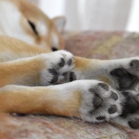 犬の『肉球の色が変化する』理由とは？主な要因やおすすめなケア方法までご紹介