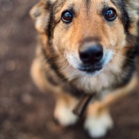 犬が亡くなったときに飼い主がすべきこと４選　まず何をすればいいの？必要な手続きまで