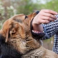 犬が『飼い主を突然噛む』理由4つ　噛みついてくる心理や止めさせる方法まで