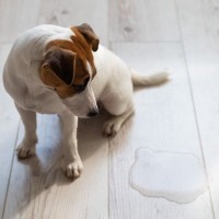 犬がお漏らししてしまう『4つの原因』しつけで改善できる？病気の可能性まで