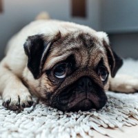 犬のプライドが傷つく『絶対NG行動』4つ　飼い主がやりがちなタブー行為や適切な接し方まで