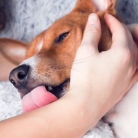 犬が『人を噛んだ後に舐める』心理５選　どんな意味があるの？飼い主がすべき対応まで