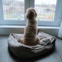 犬が飼い主に『冷たい対応』をする心理5つ　塩対応の理由や良好な関係を築くための秘訣まで
