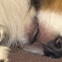 『飼い主を監視したい気持ち』と『睡魔』の狭間で葛藤する犬→顔を見ると…『衝撃の表情』に2万いいね「白目ｗｗ」「見張っ…てる？」と爆笑の声