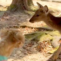観光地で『子鹿』に出会った犬→近づいてきてくれたのが嬉しくて…『可愛すぎる反応』が29万表示「嬉しそう」「怖がらないのスゴイ」と絶賛