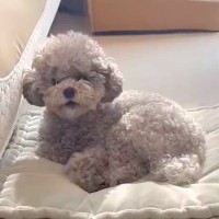 バイオリンを弾く飼い主→聞いていた犬が…まさかの『文句が止まらない光景』がSNSで話題「ハモってて笑った」「わんわんおｗ」と106万表示