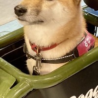 『犬と乗れる電動バイク』に試乗する柴犬→人間味が溢れている『まさかの表情』に3万いいねの反響「気まずそうで草」「不安げで可愛いｗ」と爆笑