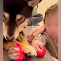 奪ったものは絶対に返さない犬→赤ちゃんが交渉すると…？愛に溢れた『ママとの対応の差』に反響「ちゃんとわかってる」「感動した」