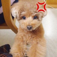 忘年会があったため、深夜に帰宅→普段は温厚な犬が…まさかの『ブチギレてしまう光景』が45万再生「可愛くて悶絶した」「会話成立しすぎｗ」