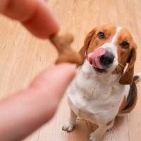 犬におやつを与えるときの注意点とは？一日にどれぐらい食べさせてもいいの？