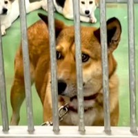 突然現れた『1匹の野良犬』→保健所に収容されて…１年後の『奇跡の物語』に感動の声「幸せそうな表情で泣いた…」「なんてお利口さんなの」