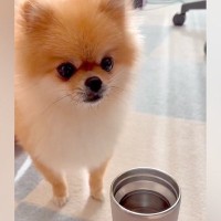 温かいお茶を飲んでいたら、犬が『湯気』を見て…犬生一周目すぎる『まさかの行動』が愛おしいと4万いいねの反響「可愛いｗｗ」「味したかな？」