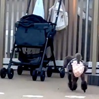 犬を遊ばせるため『ドッグラン』に連れて行った結果→思っているのと違う『まさかの光景』が26万再生「帰る気満々で草」「すごいジャンプ力ｗ」