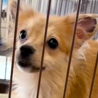 『育児との両立が難しい』と手放された犬→保護後、重度の病気を発見して…涙あふれる『216日間の物語』に反響「出会いに感謝」「泣いた」