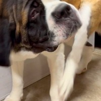 足で首をかくのが下手な超大型犬→面倒くさがった結果…思わず笑ってしまう『まさかの光景』に爆笑「世界一可愛い怠け者」「笑っちゃったｗ」