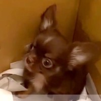 子供がいない夫婦が『660gの小さな子犬』と運命的に出会い…人生が変わった『素敵すぎる物語』がSNSで話題「泣いた」「愛…」と10万再生