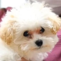 注射を打ってから具合が悪そうな子犬→心配して病院に連れて行った結果…『まさかの診断名』が67万再生「声出して笑ったｗｗ」「可愛すぎる」
