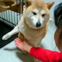 『絶対にオテさせたい娘』VS『絶対にしたくない柴犬』 面白かわいい攻防戦の一部始終がSNSで話題「見たことない動きで草」と45万再生