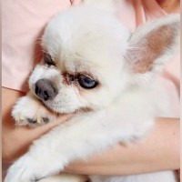 17歳の老犬が亡くなる数時間前→苦しそうな中、名前を呼びながら撫でたら…『まさかの行動』に涙腺崩壊「最期だから…」「泣いた」と68万再生