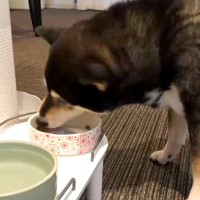 飼い主が亡くなり『2週間もひとりぼっち』だった保護老犬→愛情たっぷりに育てた結果…信じられない光景に思わず感動「お顔が…」「涙出た」