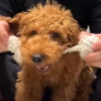 『小さい子が人気だから』と値下げされていた犬→みんなに愛されて育った結果…感動的な『1歳になった光景』が9万再生「可愛い」「運命だった」