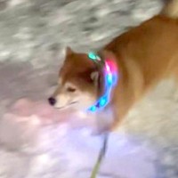 久しぶりに『雪』を見た柴犬→『テンション爆上がりした結果』がSNSで話題「最後は気絶ｗｗｗ」「冷却してて笑った」と77万表示の反響