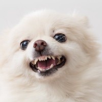 『怒りっぽい犬』の特徴５選　すぐに激怒してしまう要因や改善するために飼い主ができることまで