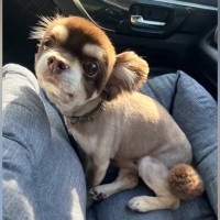 10年間、1匹だけ愛情を与えられなかった『小さな老犬』を保護…涙が止まらない『幸せをつかむまでの記録』に反響「辛かったね」「幸せに」